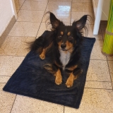CleanSmart Hunde Reinigungstuch XXXL 80/50 - Farbe Schwarz